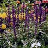 Шалфей Эфиопский (Ключ-трава) Salvia Aethiopis L.