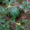 Арбуз съедобный Citrullus Lanatus