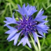 Василек синий Centaurea Cyanus L.