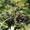 Бузина черная Sambucus Nigra L.