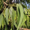 Эвкалипт круглый Eucalyptus Globulus Labill.