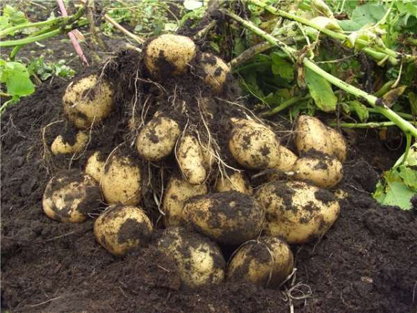 Фотография. Не кликабельно. Необычайно вкусный продукт