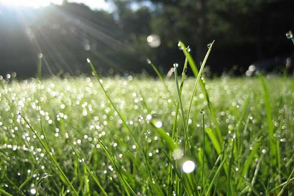 Пока нет жарких лучей солнца, роса на траве переливается.