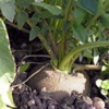 Редька посевная Raphanus Sativus L.