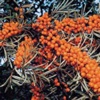 Облепиха крушиновидная Hippophae Rhamnoides L.