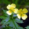 Лапчатка прямостоячая Potentilla Erecta L.