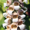 Наперстянка ржавая (Наперсятнка Шишкина) Digitalis Ferruginea L. - Растение, содержащие сердечные гликозиды