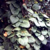 Диоскорея кавказская Dioscorea Caucasica Lypsky; Диоскорея ниппонская Dioscorea Nipponica Macino