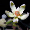 Джут длинноплодный Corchorus Olitorius L. - Растение, содержащие сердечные гликозиды