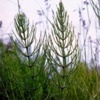 Хвощ полевой Equisetum Arvense L.