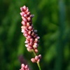 Горец почечуйный (Почечуйная трава) Polygonum Persicaria L.