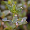 Горец птичий (Спорыш) Polygonum Aviculare L.