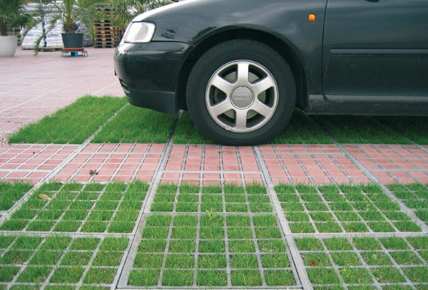 Фотография. Не кликабельно. Газонная трава.