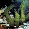 Ламинария японская (Морская капуста) Laminaria Japonica Aresch.; Ламинария сахаристая Laminaria Saccharina (L.) Lamour.