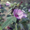 Алтей лекарственный (Алтей аптечный) Althaea Officinalis L.