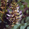 Солодка голая Glycyrrhiza Glabra L.
