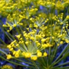 Укроп (Укроп огородный) Anetum Graveolens L.