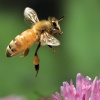 Дрессировка пчел