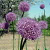 Лук-чеснок Allium Sativum L.