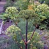 Дягиль (дудник) лекарственный Archangelica Officinalis Hoffman - Растение с успокаивающим и обезболивающим действием