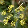 Фенхель обыкновенный Foeniculum Vulgare Mill.