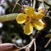 Кассия узколистная Cassia Angustifolia Vahl. Кассия остролистная Cassia Acutifolia Del.