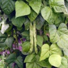Фасоль обыкновенная Phaseolus Vulgaris L.