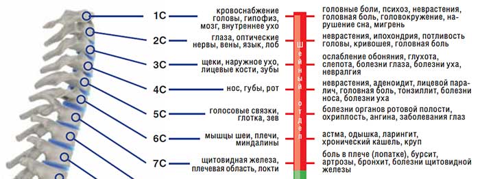 Фотография. Не кликабельно. Позвоночник.