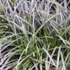 Осока парвская Carex Brevicollis D. C.