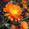 Календула лекарственная (Ноготки) Calendula Officinalis L.