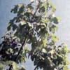 Стеркулия платанолистная Sterculia Platanifolia L. - Растение со стимулирующим действием
