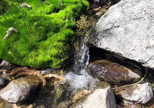 Протекающая по чистой или каменистой земле родниковая вода особенно полезна.