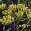 Пастернак посевной Pastinaca Sativa L. - Растение, содержащие гипотензивные, спазмолитические и антиаритмические вещества