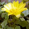 Горицвет весенний (Адонис весенний) Adonis Vernalis L. - Растение, содержащие сердечные гликозиды
