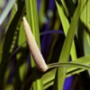 Аир болотный Acorus Calamus L.