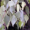Береза повислая Betula Pendula (Береза бородавчатая Betula Verrucosa Ehrh.)