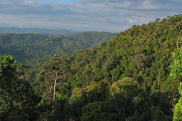 Неширокими пятнами и полосами вдоль экваториальной линии земли располагаются вечнозелёные влажные леса.