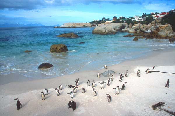 Вы никогда не должны упустить в Кейптауне достопримечательность Boulders Beach.