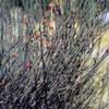 Эфедра хвощевая (Эфедра горная, хвойник хвощевой) Ephedra Equisetina Bunge - Растение со стимулирующим действием