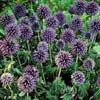 Мордовник обыкновенный Echinops Ritro L. - Растение со стимулирующим действием