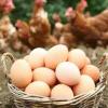 Рынок куриных яиц: нацеленность на самообеспечение