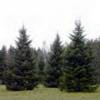 Пихта сибирская Abies Sibirica Ledeb - Растение со стимулирующим действием