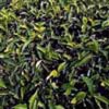 Чайный куст Тhea Chinensis L. - Растение со стимулирующим действием