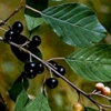 Крушина ольховидная (Крушина ломкая) Frangula Alnus Mill. (Rhamnus Frangula L.)