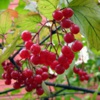 Калина обыкновенная Viburnum Opulus L.