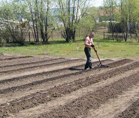 Фотография. Не кликабельно. Нужно хорошо поработать физически, если хотите разбить грядки на новом месте.