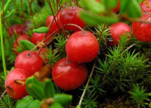Фотография. Не кликабельно. Клюква хороша своим приятным вкусом, и витаминными свойствами.