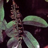 Пилокарпус перистолистный Pilocarpus Jaborandi Pilocarpus Pinnatifolius Lem. - Растение, содержащие холиномиметические вещества (прямого действия и антихолинэстеразные)