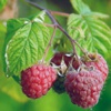 Малина обыкновенная Rubus Ideaus L.