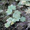 Заманиха высокая (эхинопанакс высокий) Echinopanax Elatum Nakai - Растение со стимулирующим действием